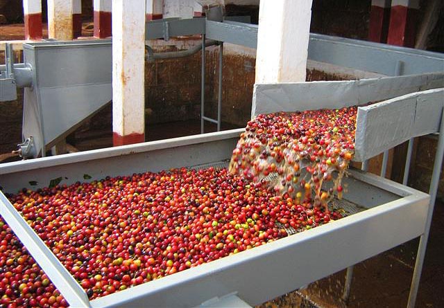kenya-wet-processing-coffee